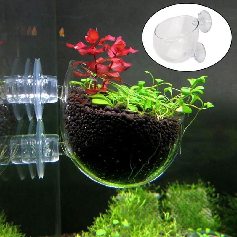 Акриловая чашка для водных рас – обзор и цена Aquarium Plant Seeds