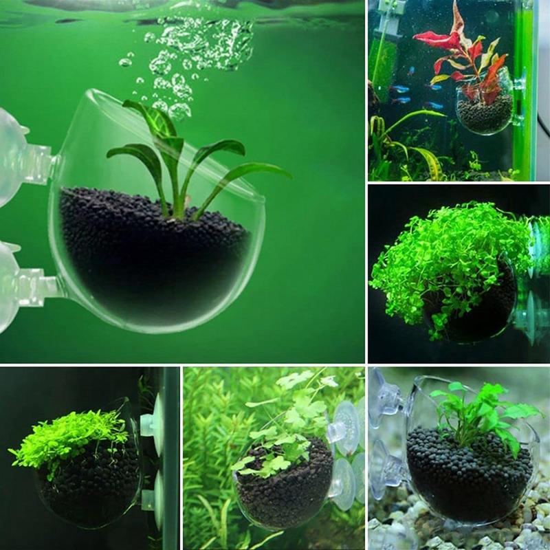Акриловая чашка для водных рас – обзор и цена Aquarium Plant Seeds