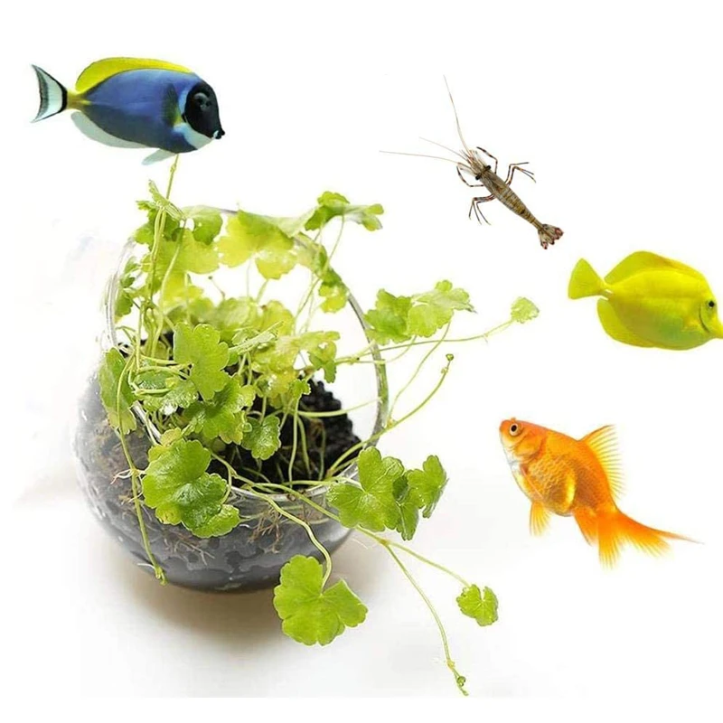 Новый горшок для аквариумных р – обзор и цена Aquarium Plant Seeds