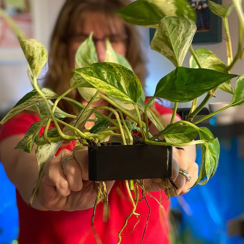 Набор из 1, 2 или 3 шт. подста – обзор и цена Aquarium Planted Set Up