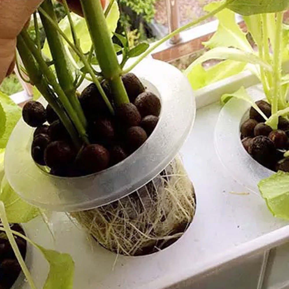 10/50 шт. садовые принадлежнос – обзор и цена Aquarium Plant Seeds