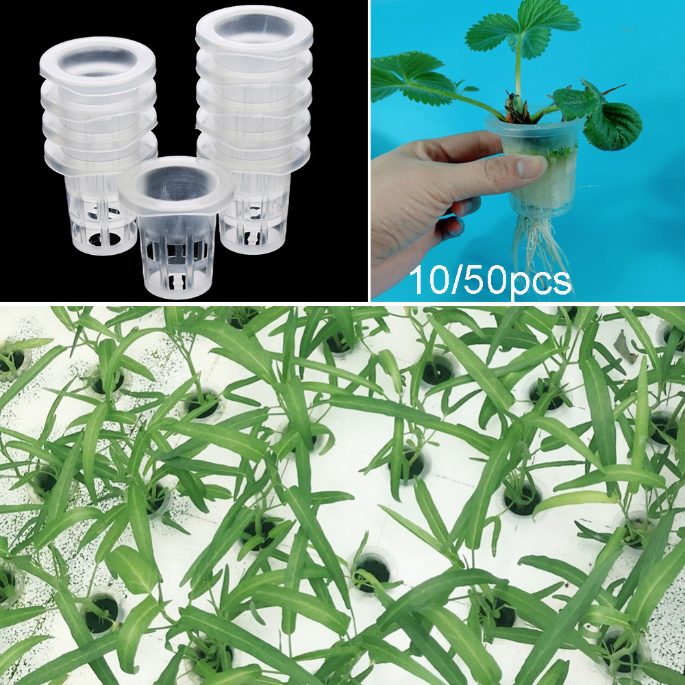 10/50 шт. садовые принадлежнос – обзор и цена Aquarium Plant Seeds