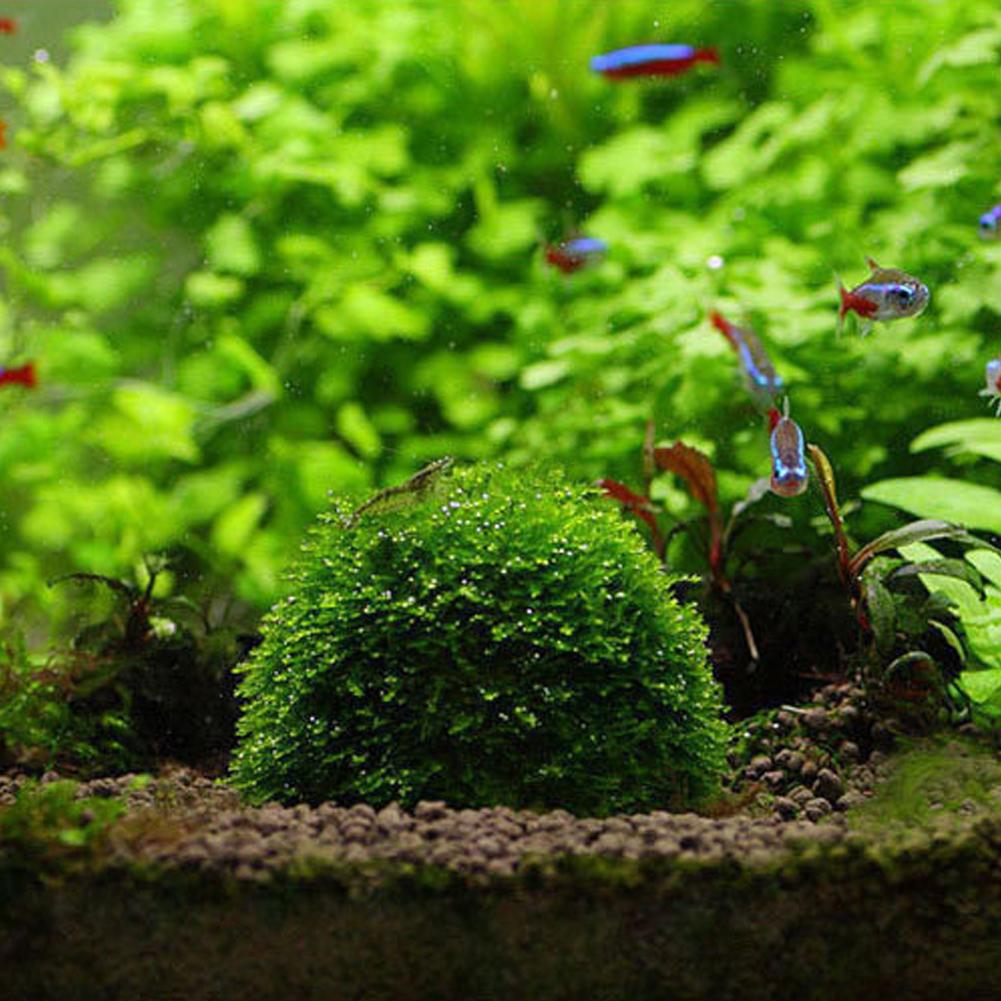 Украшение для аквариума, расте – обзор и цена Aquarium Plant Red
