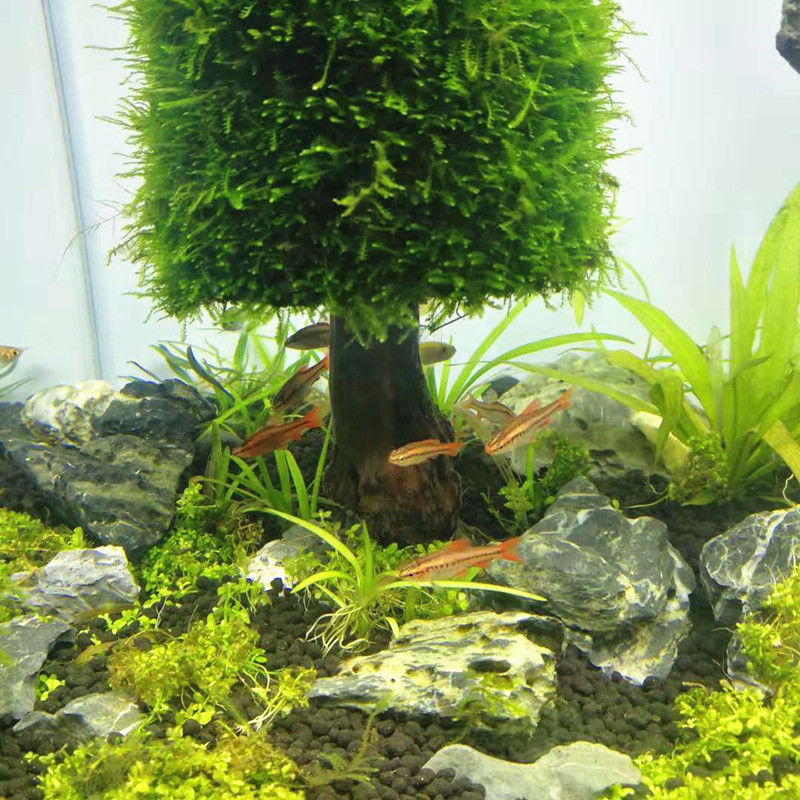 Аквариумное украшение, водные  – обзор и цена Aquarium Plant Seeds