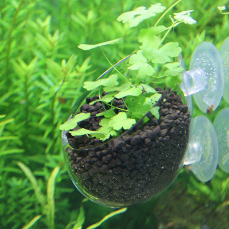 Стеклянная цилиндрическая чашк – обзор и цена Aquarium Plant Seeds