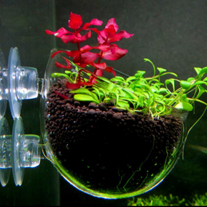 Стеклянная цилиндрическая чашк – обзор и цена Aquarium Plant Seeds