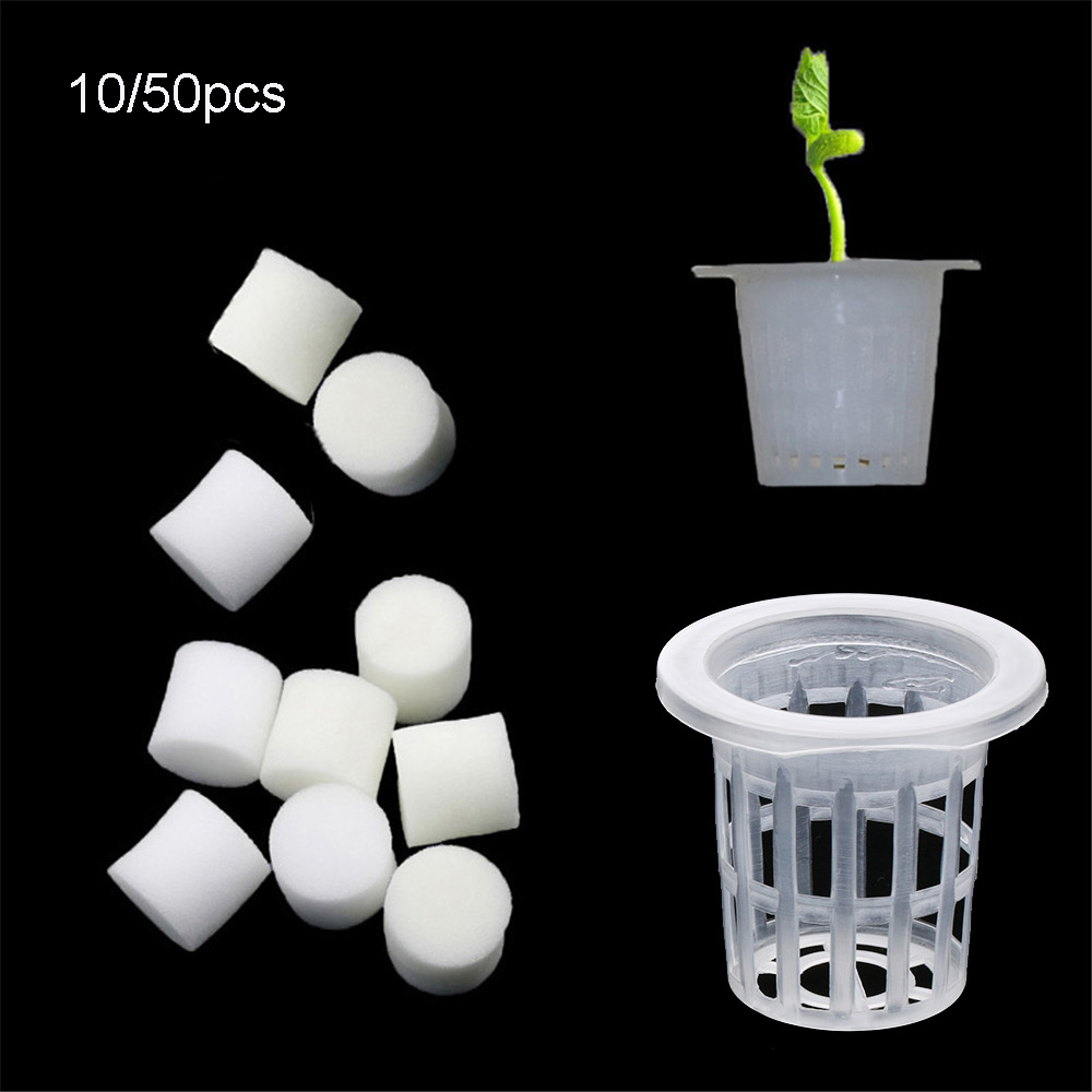 10/50 шт. прочные посадочные а – обзор и цена Aquarium Plant Seeds